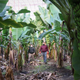Workers collect bananas in a greenhouse